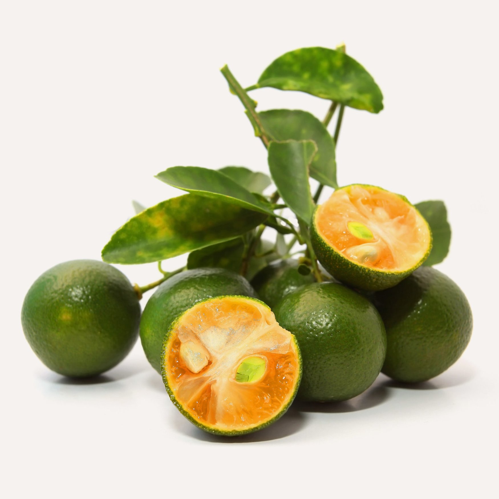 Calamondin