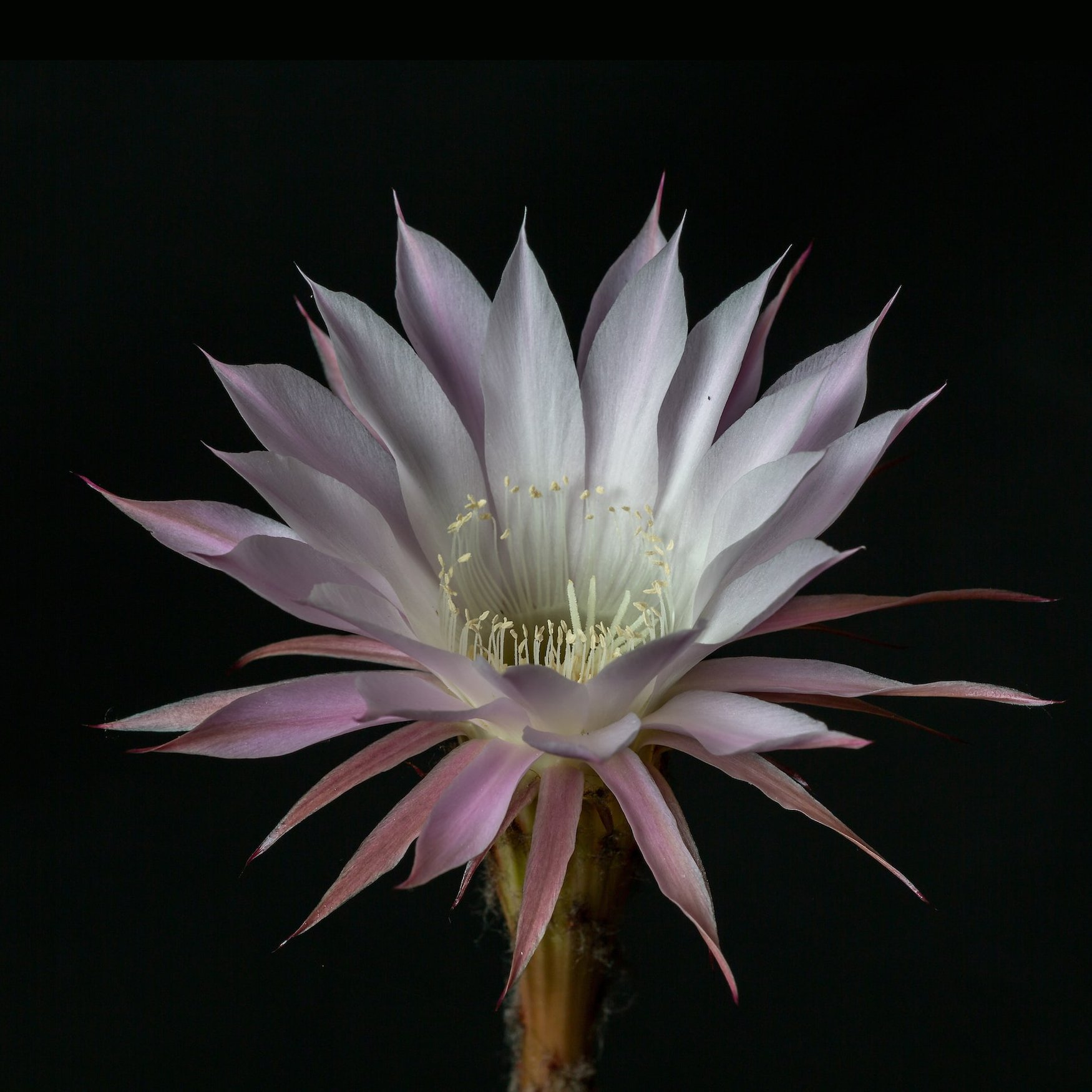 Epiphyllum oxypetalum