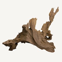 Dry Woods