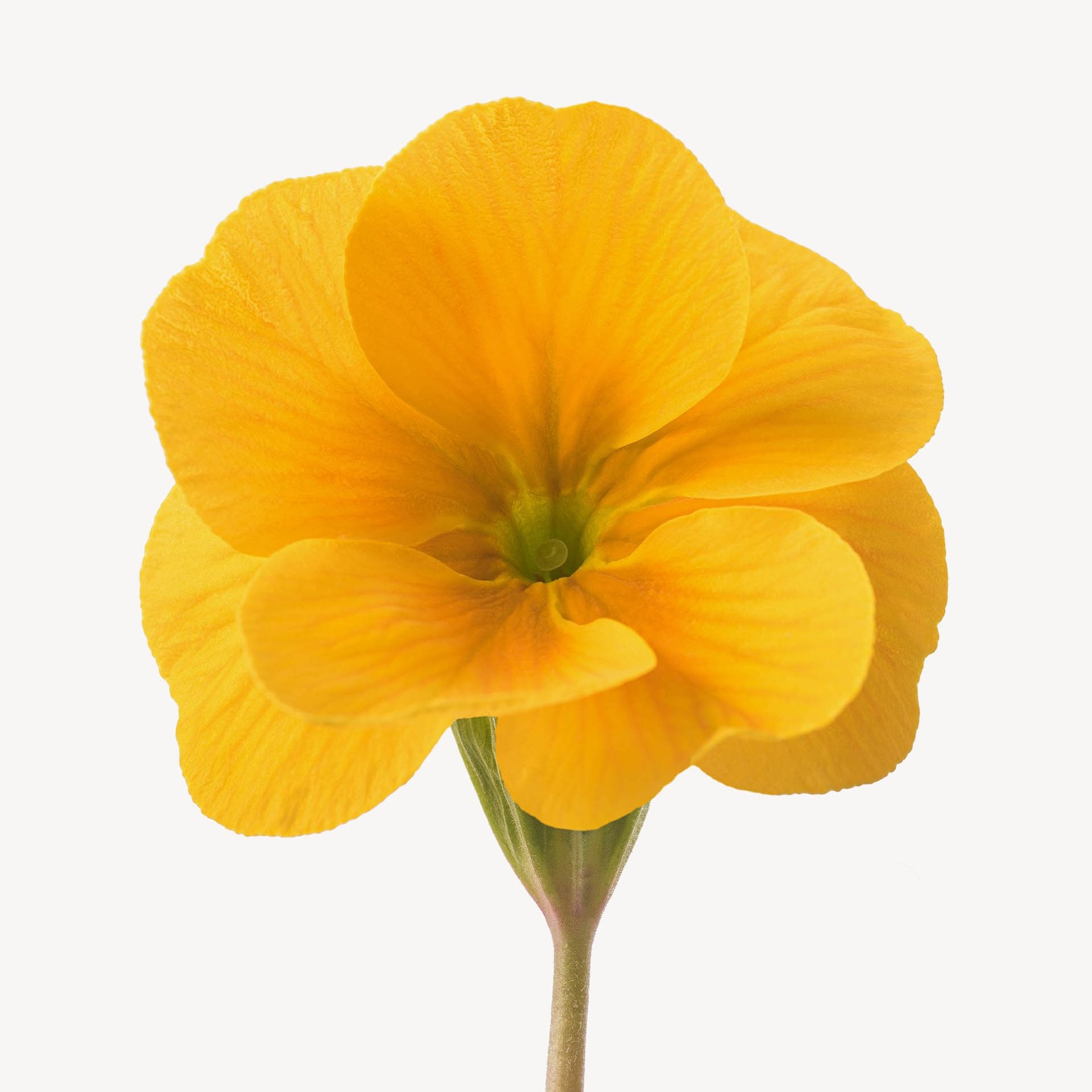 Primrose