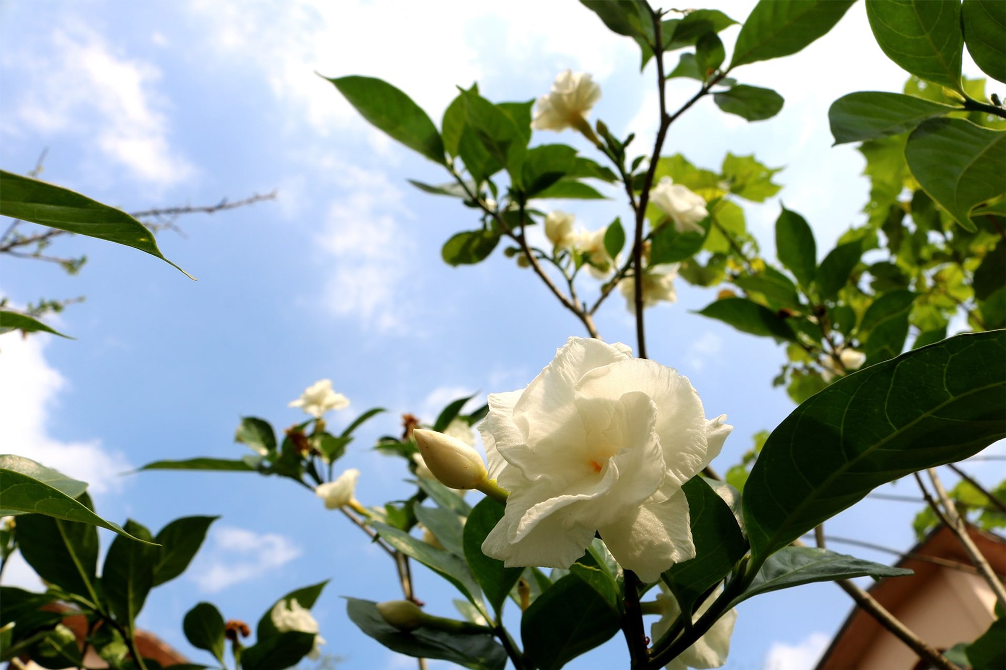 栀子花香水成分- Wikiparfum