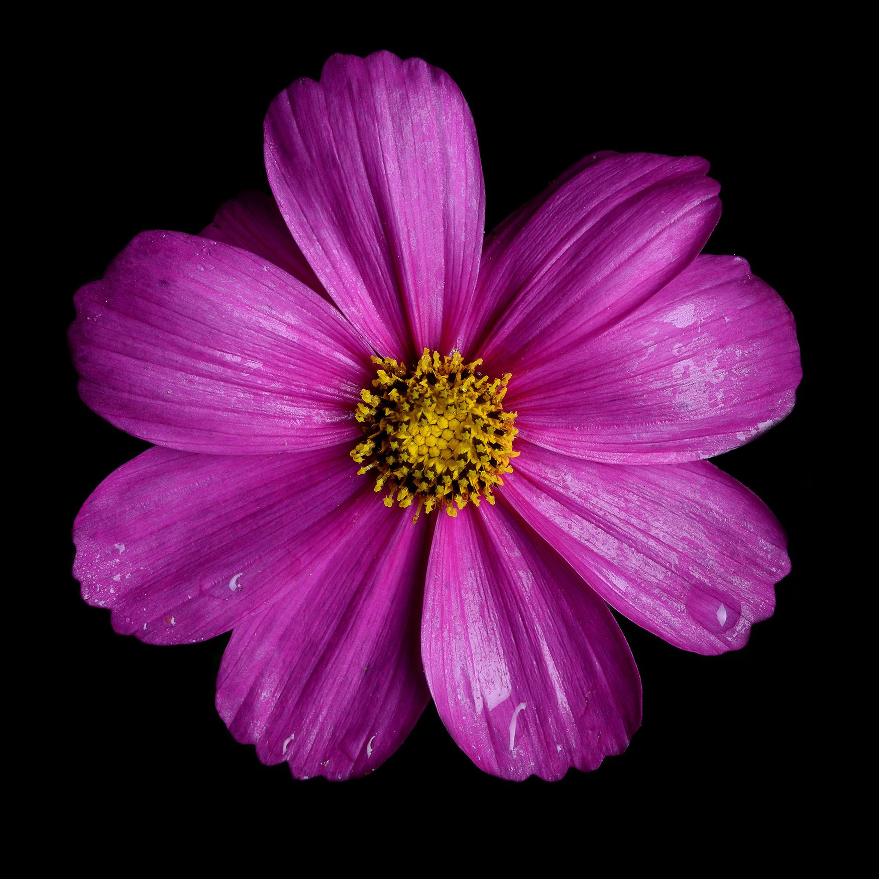 Mauve