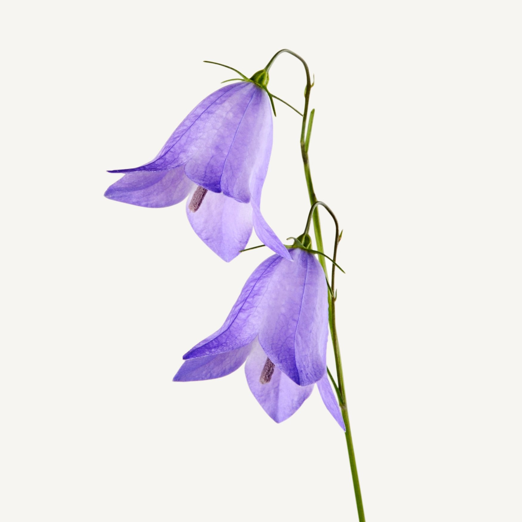 Jacinthe des Bois