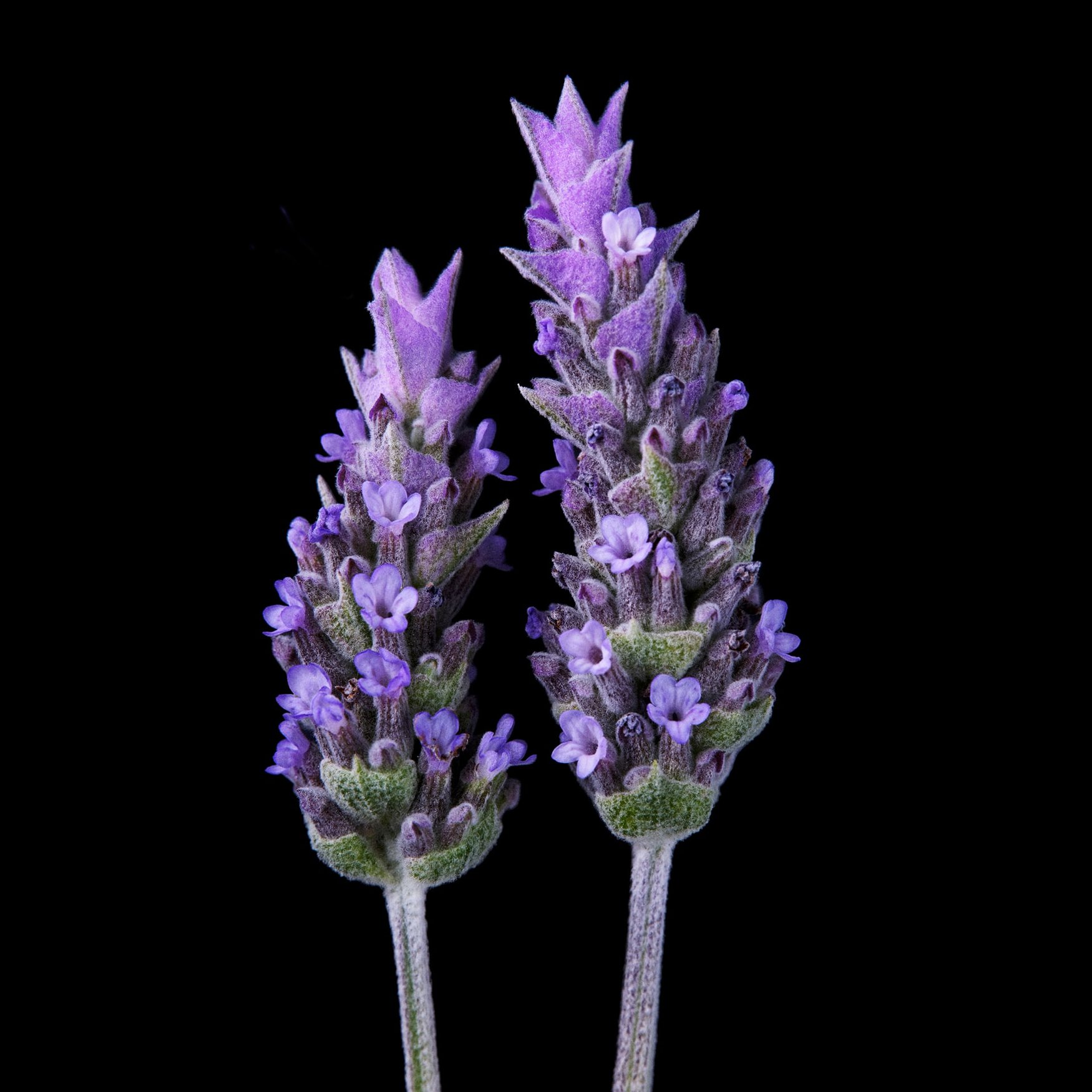 Notas Aromáticas