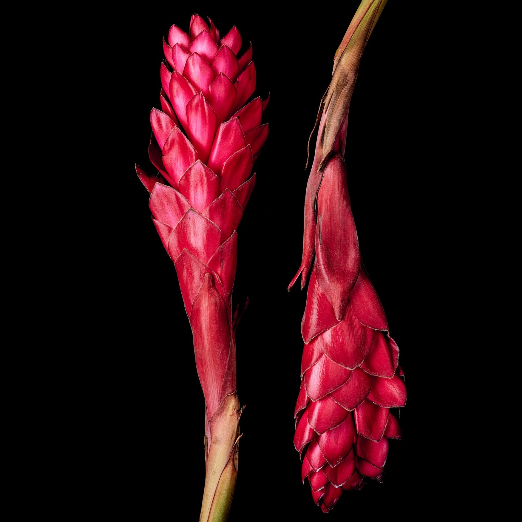 Fiore di zenzero