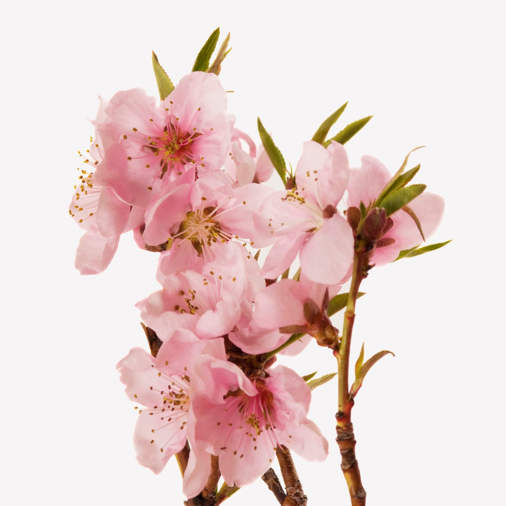 Apfelblüte