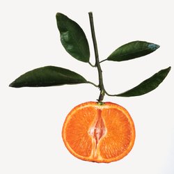 Mandarines bio d'Italie