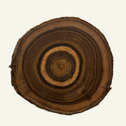 Ebony Tree