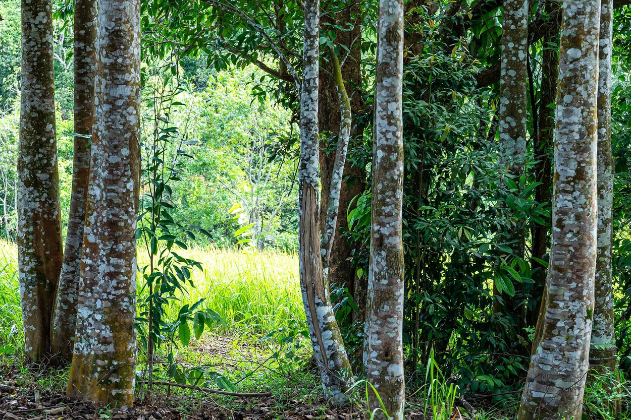 Oud/Legno Di Agar Ingrediente Per Profumi - Wikiparfum - Foto 5