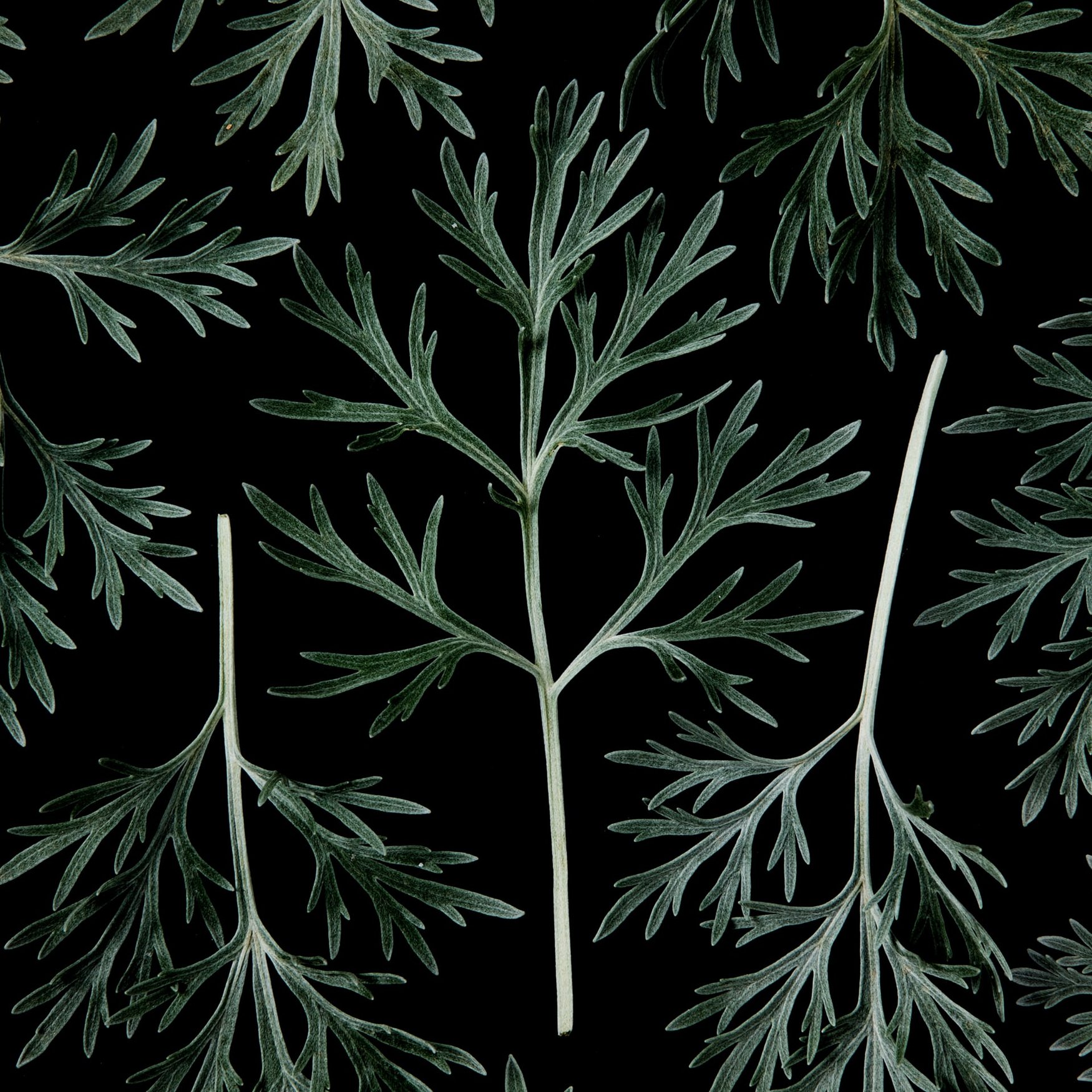 Artemisia