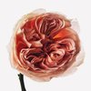 Rose (English Heritage)
