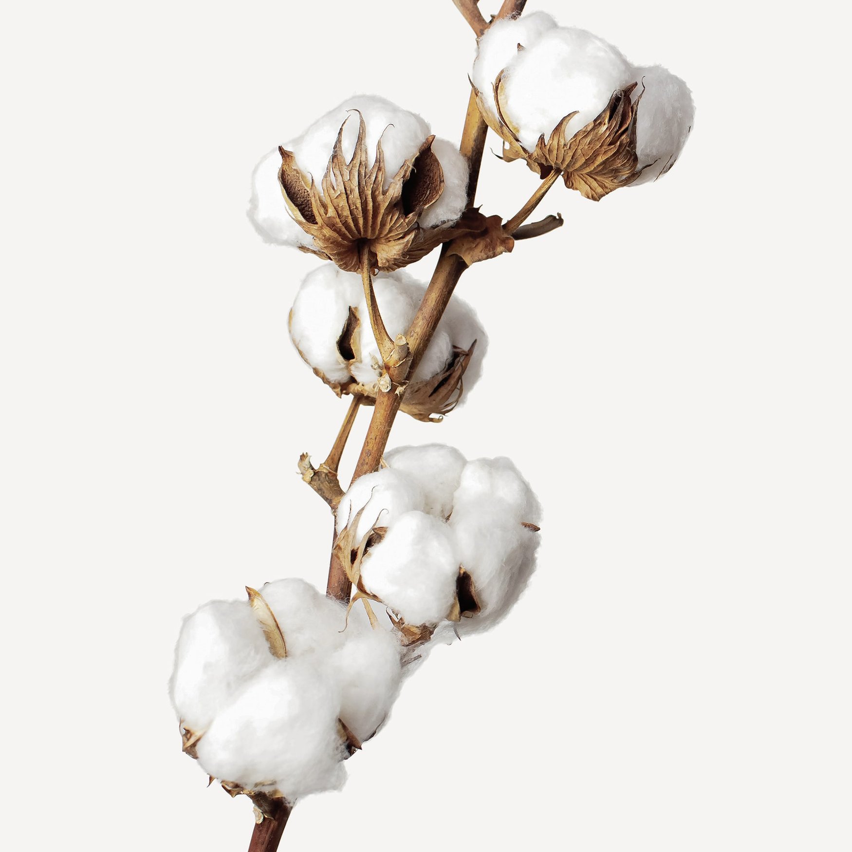Cotton Flower