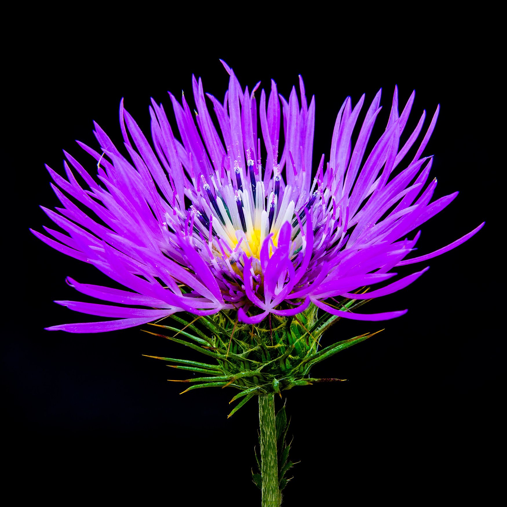 Thistle