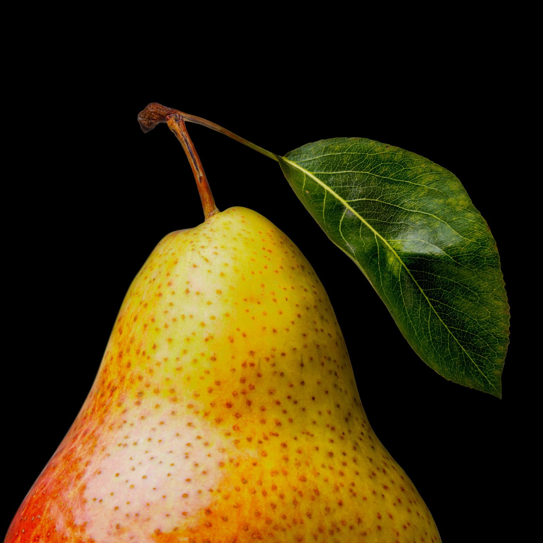 Fulla de Perera