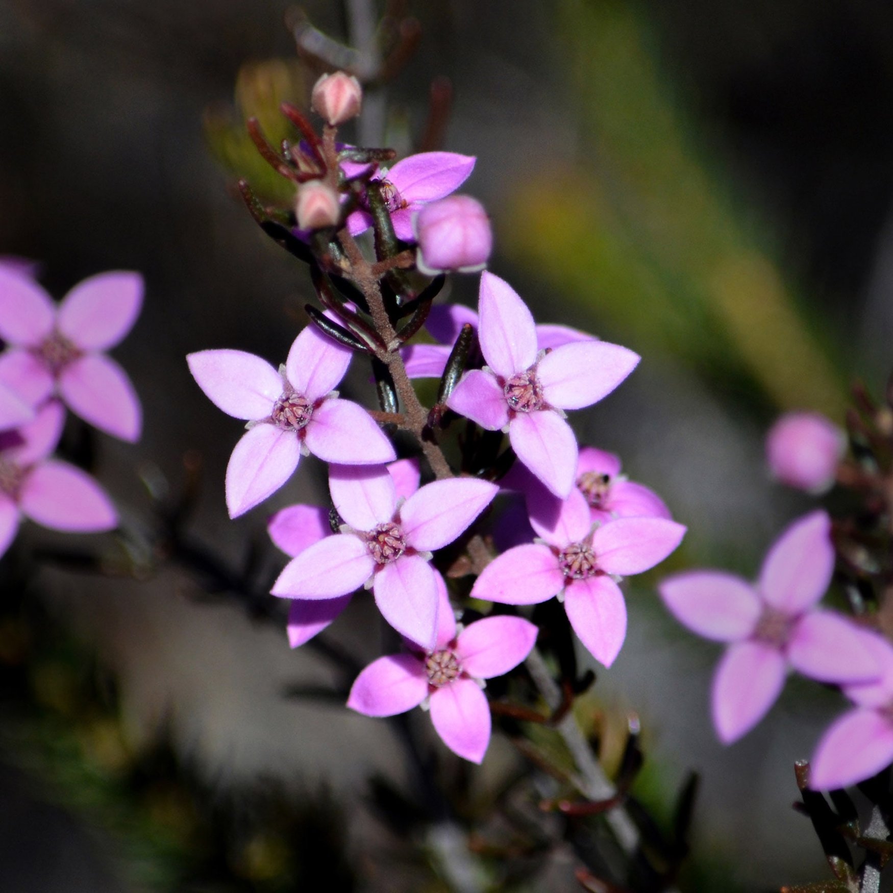 Boronia