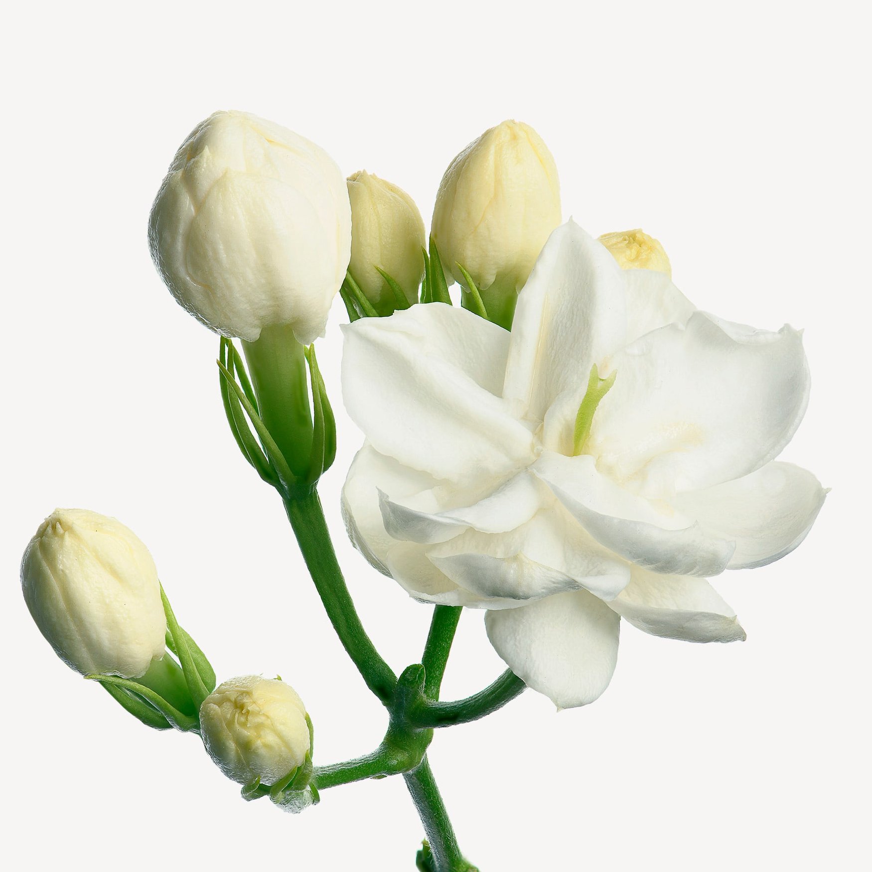 Jasmine (Sambac)