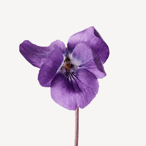 紫罗兰香水香调– Wikiperfume