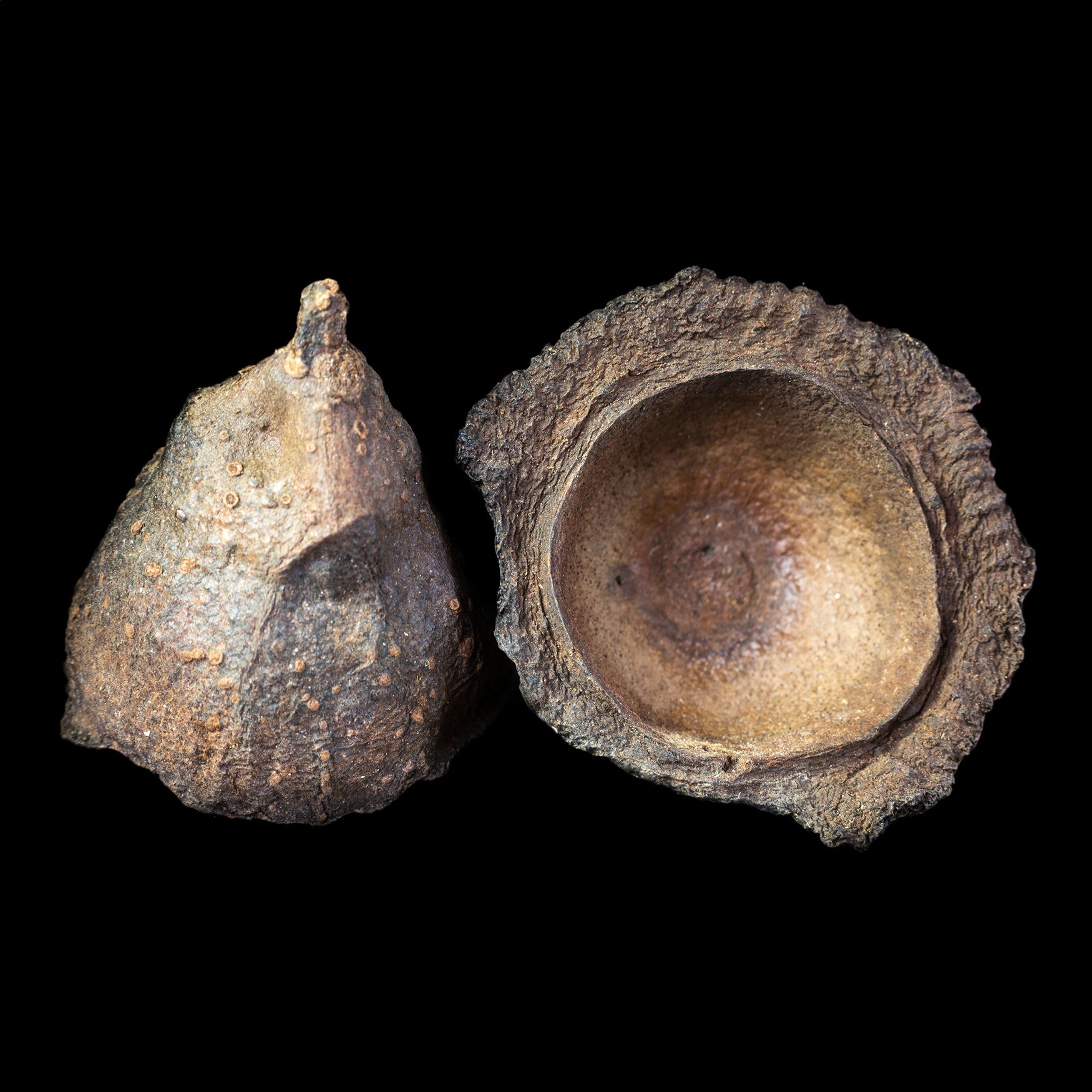 Amburana Cearensis