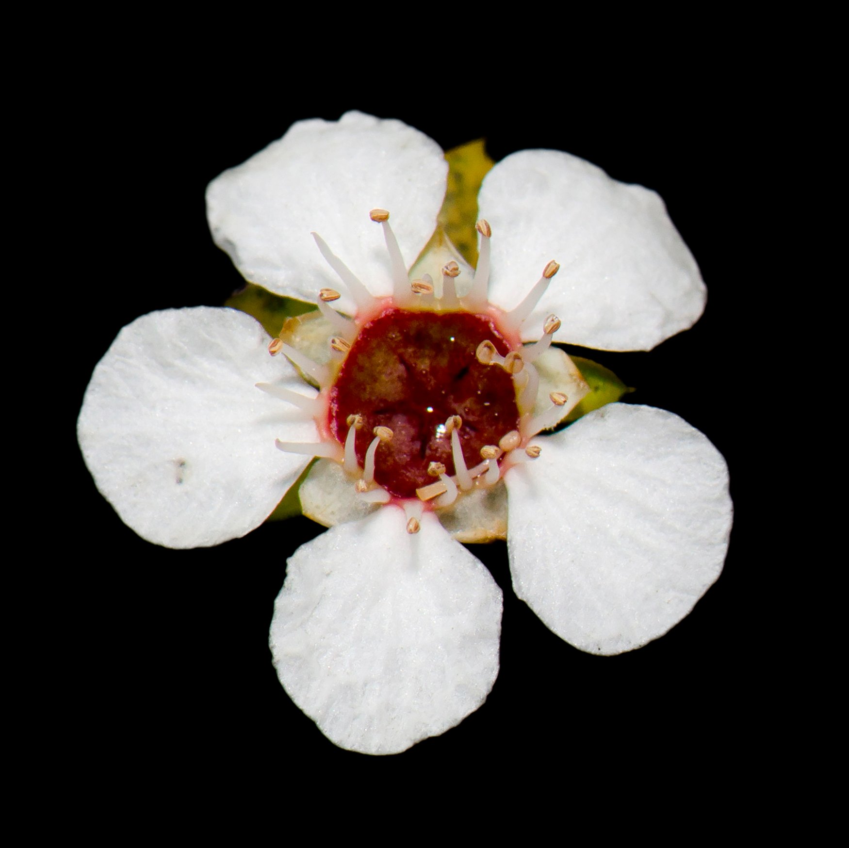 Manuka (Flor de Miel)