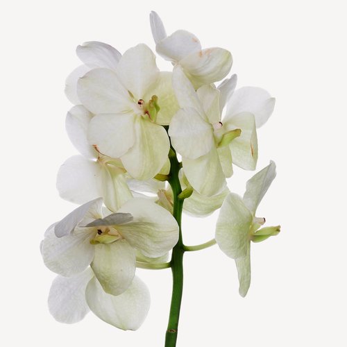 WILD ORCHID Parfm von Just Jack - Wikiparfum