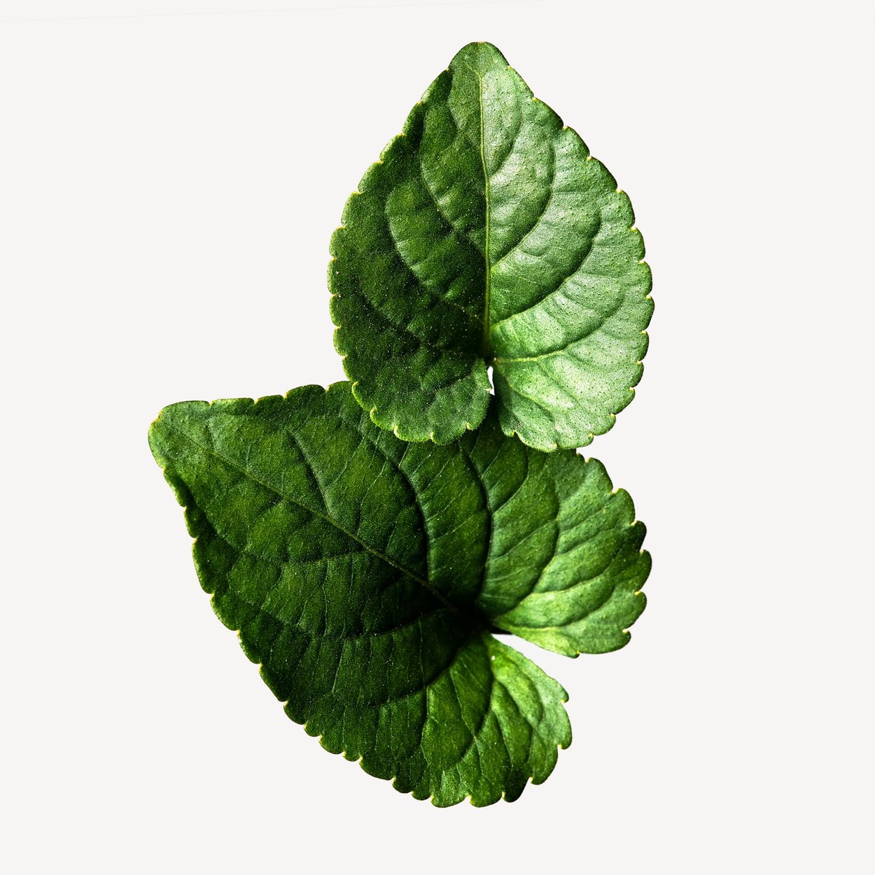 Violet Leaves perfume ingredient - Wikiparfum