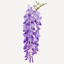 Glycine