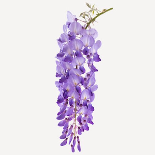 zimmerpflanze grün gestreifte blätter Grünpflanze im Topf kaufen – Zimmerpflanze Wien – MO BLUMEN main image 1