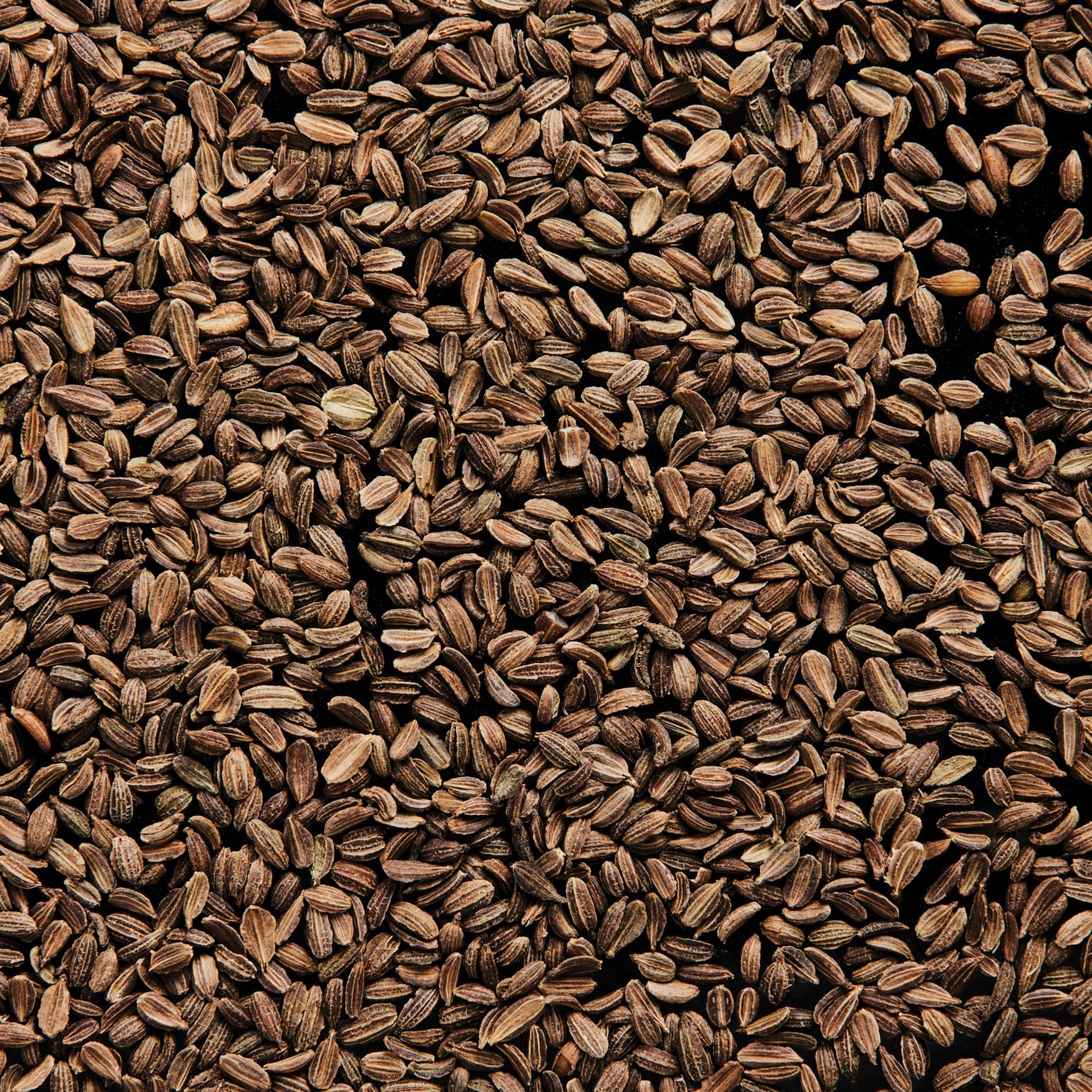 Carrot Seeds