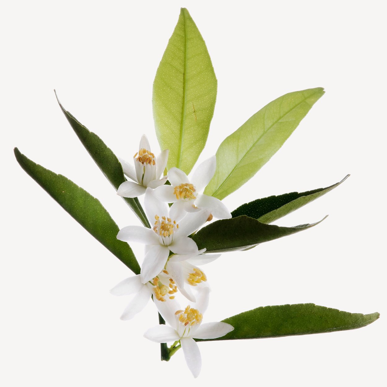 橙花香水成分- Wikiparfum