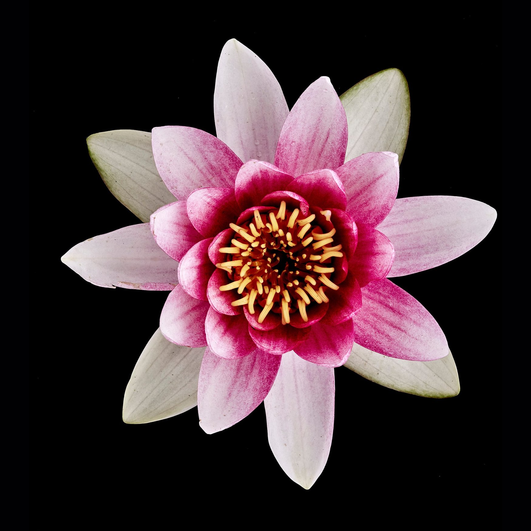 Lotosblume