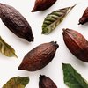 Cocoa Leaves