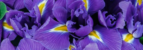 Iris / Orris perfume ingredient – Wikiparfum