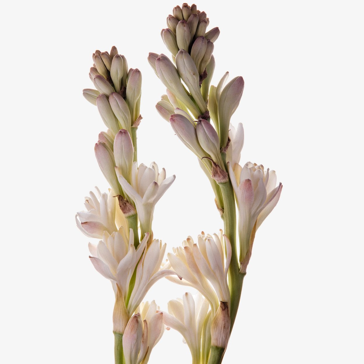 Tuberose perfume ingredient Wikiparfum