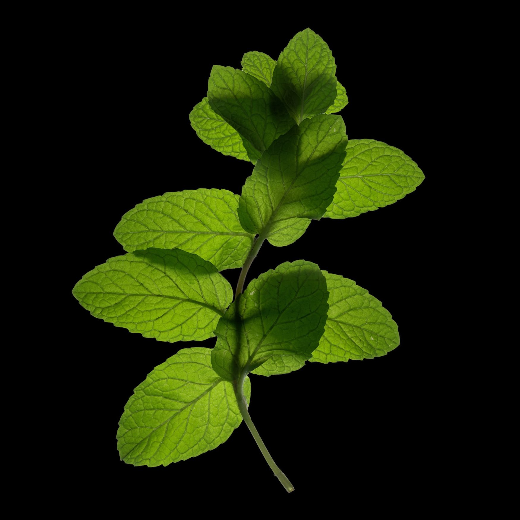 Spearmint