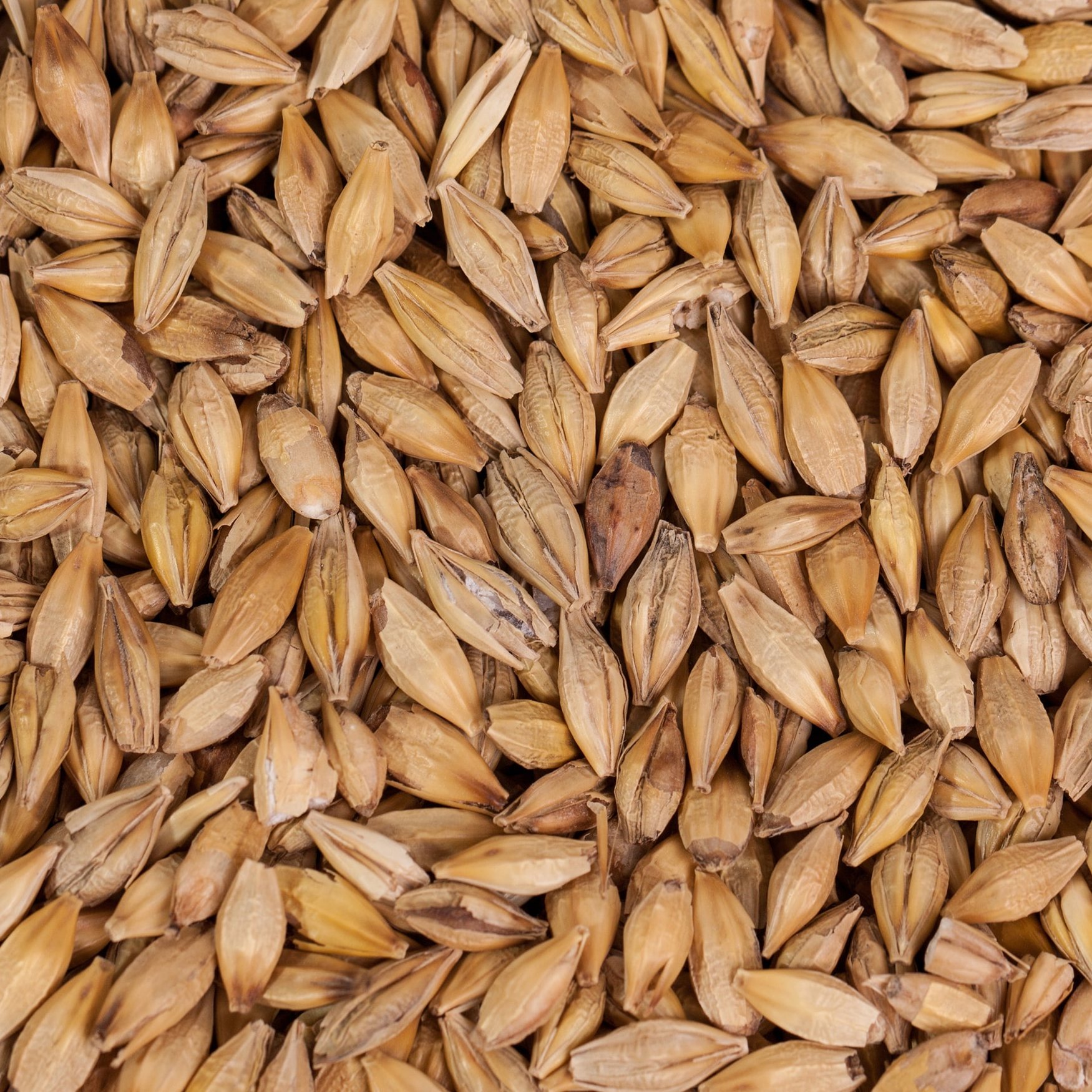 Malt