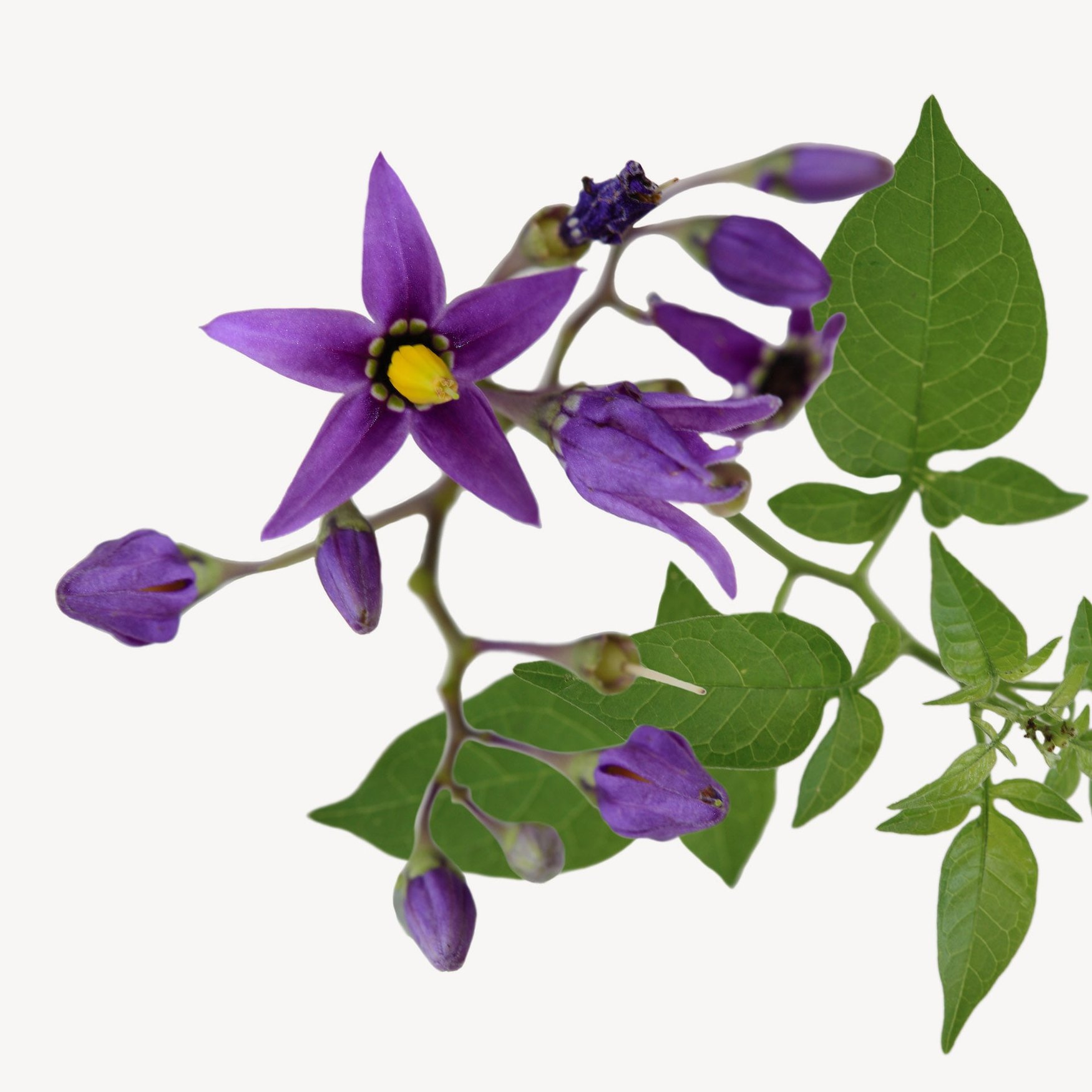 Belladonna