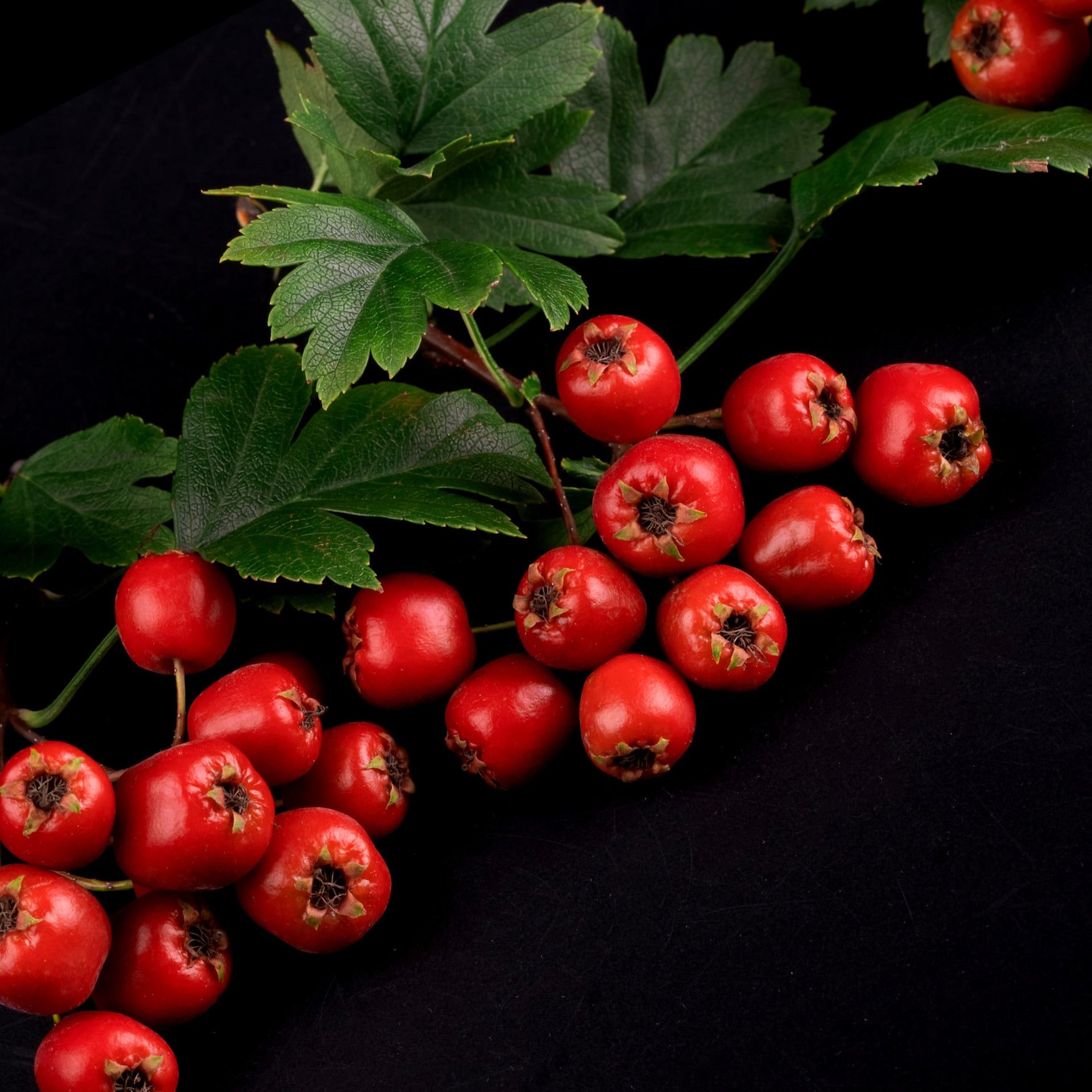 Aubépine