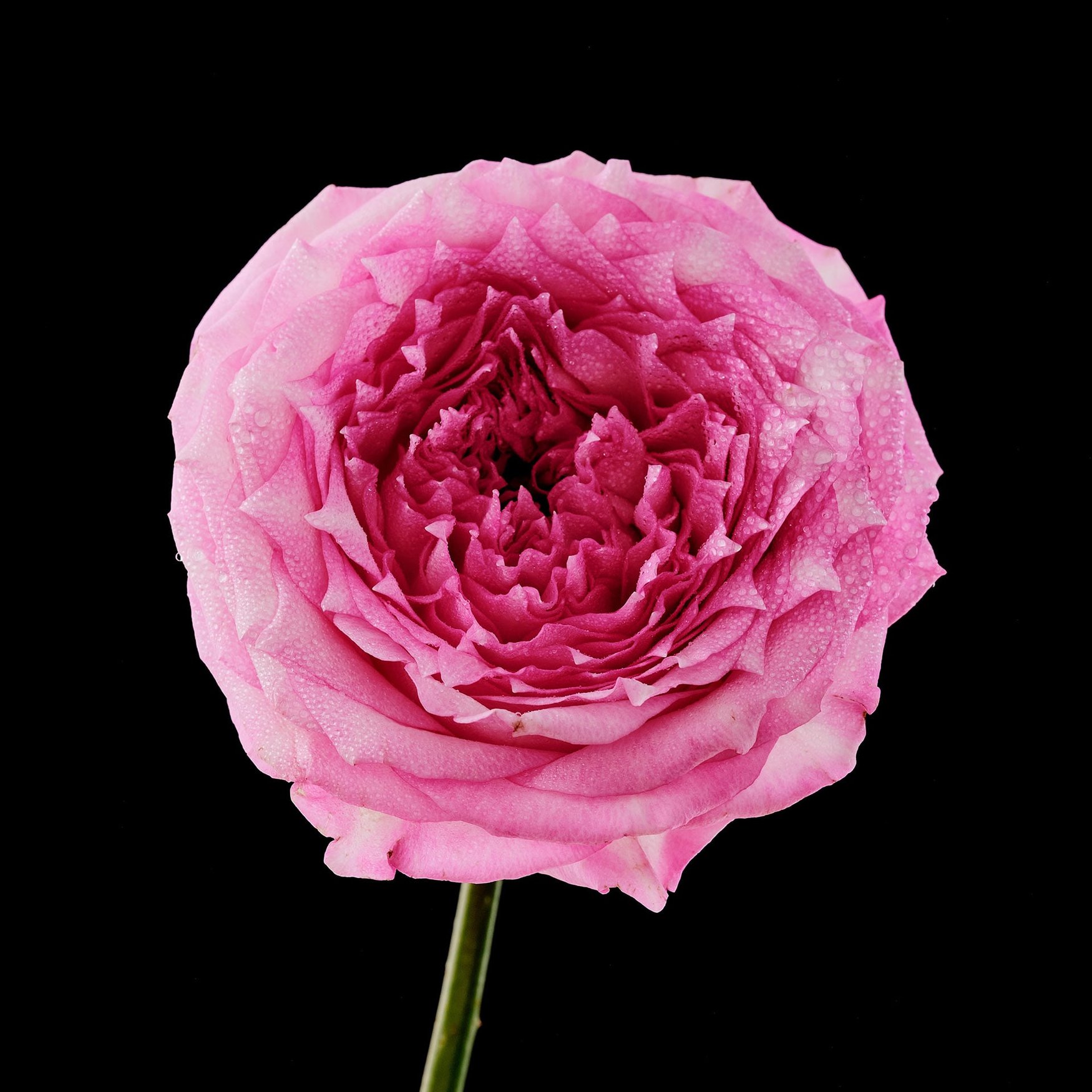 Rose Damascena