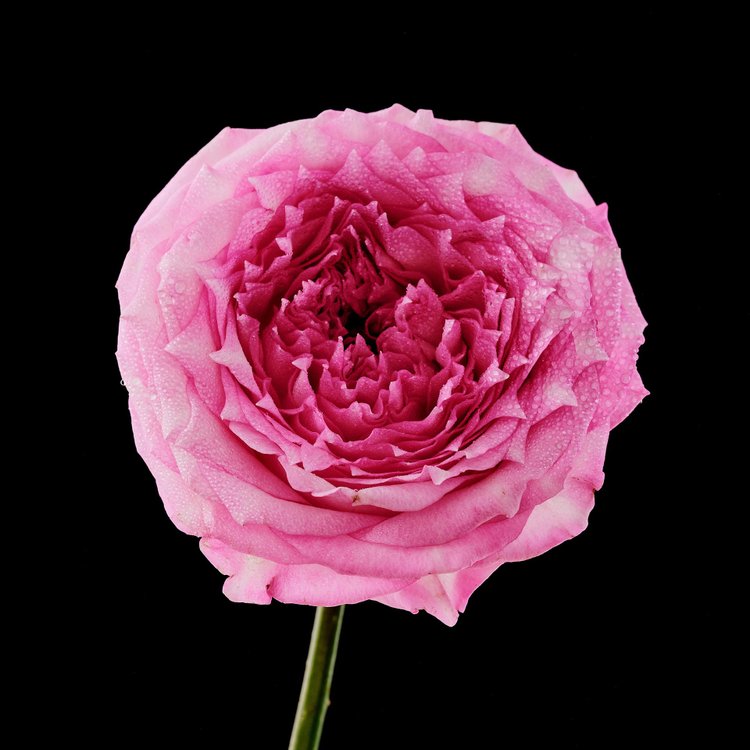ROSE & MAGNOLIA香水由Jo Malone London制作- Wikiparfum