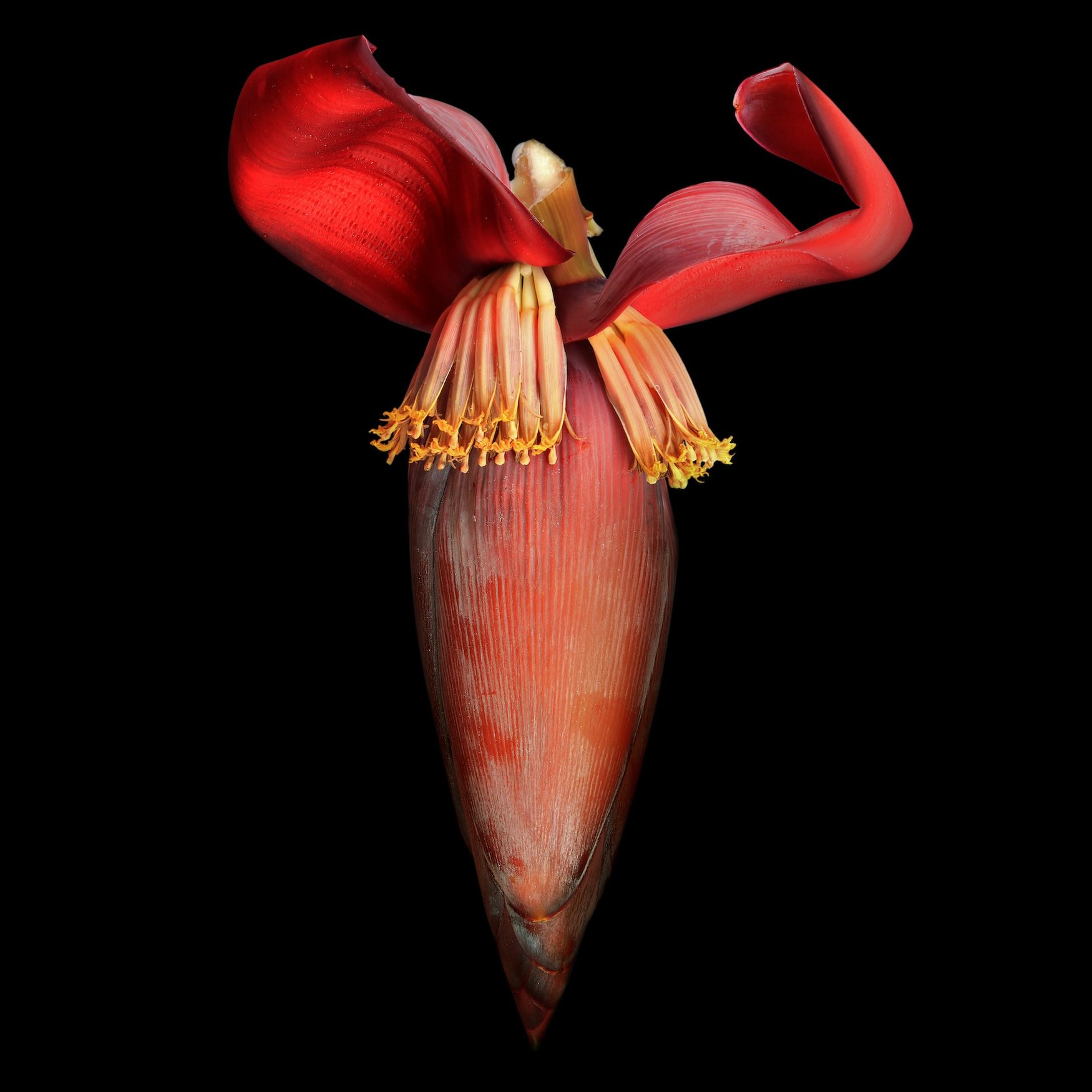 Bananenblüte
