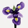Iris (Pallida)