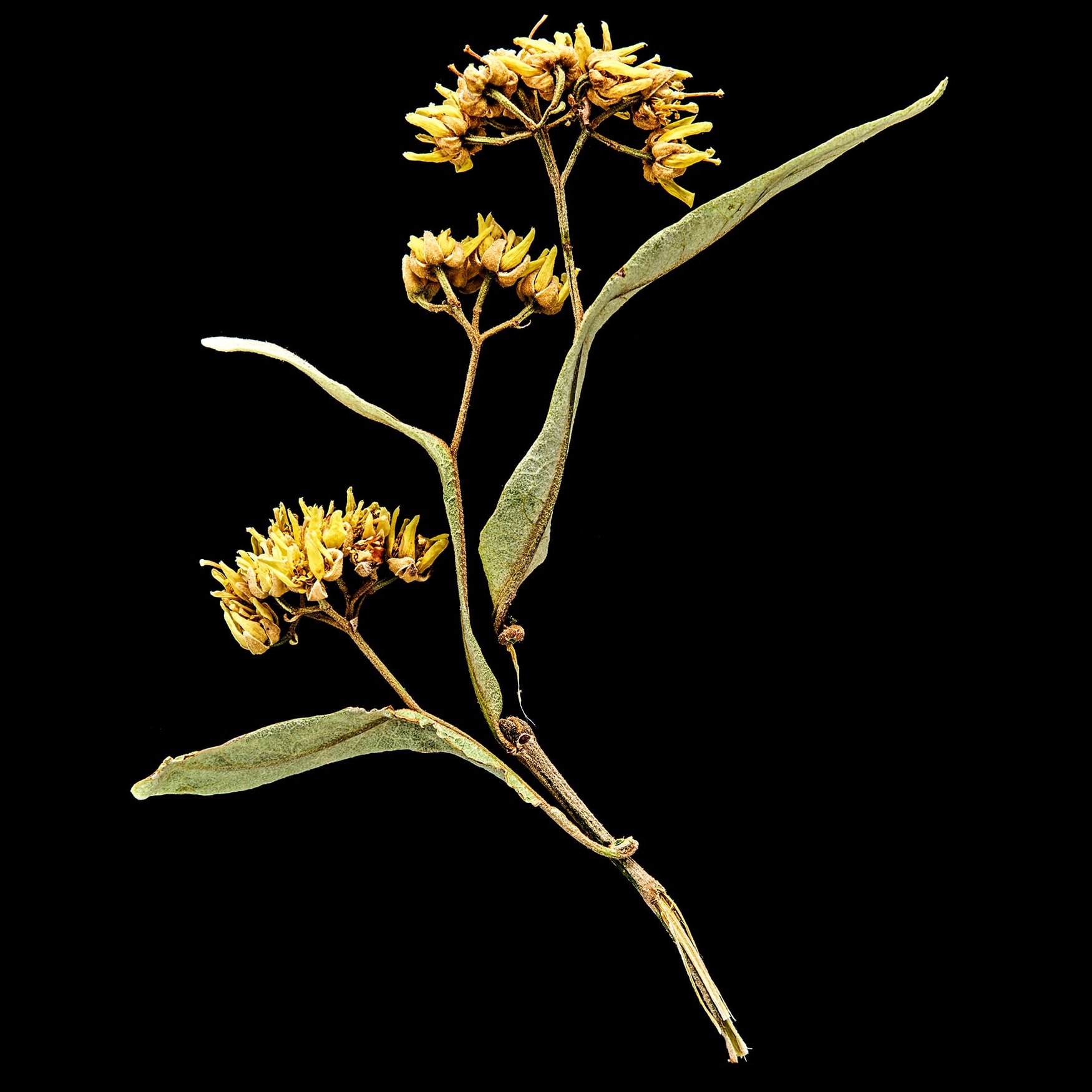 Linden Blossom