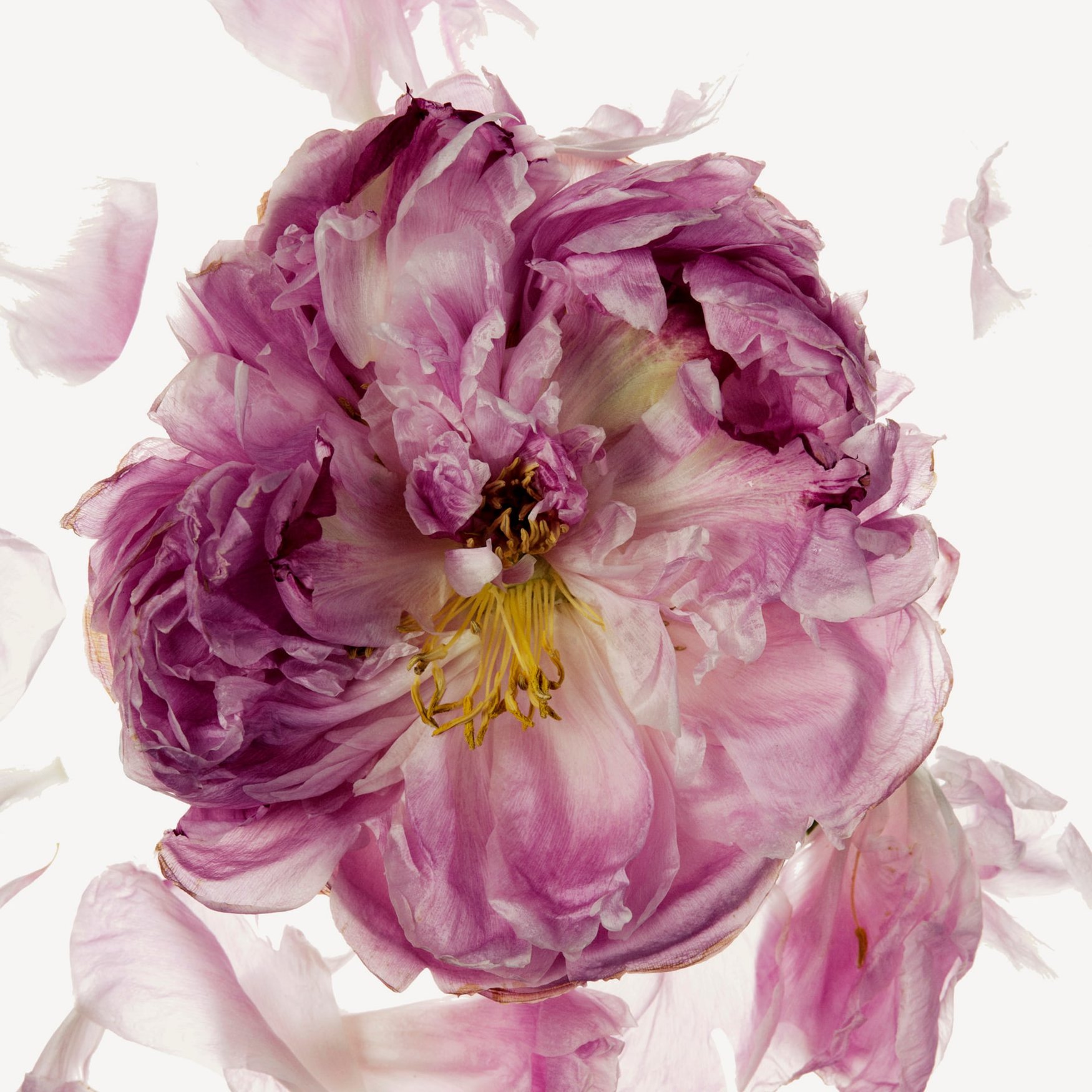 Pivoine