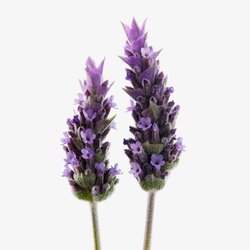 Lavanda