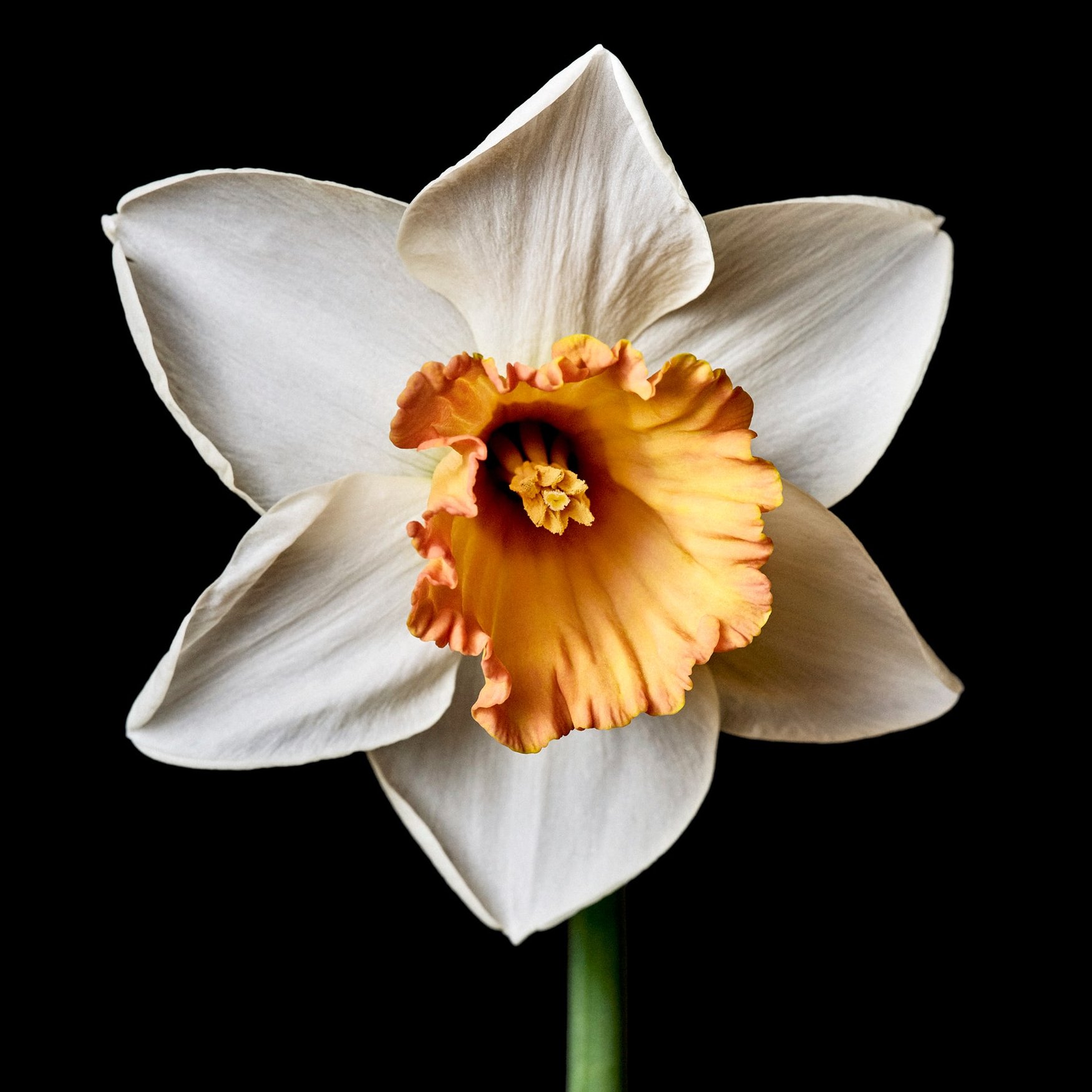 Narcissus