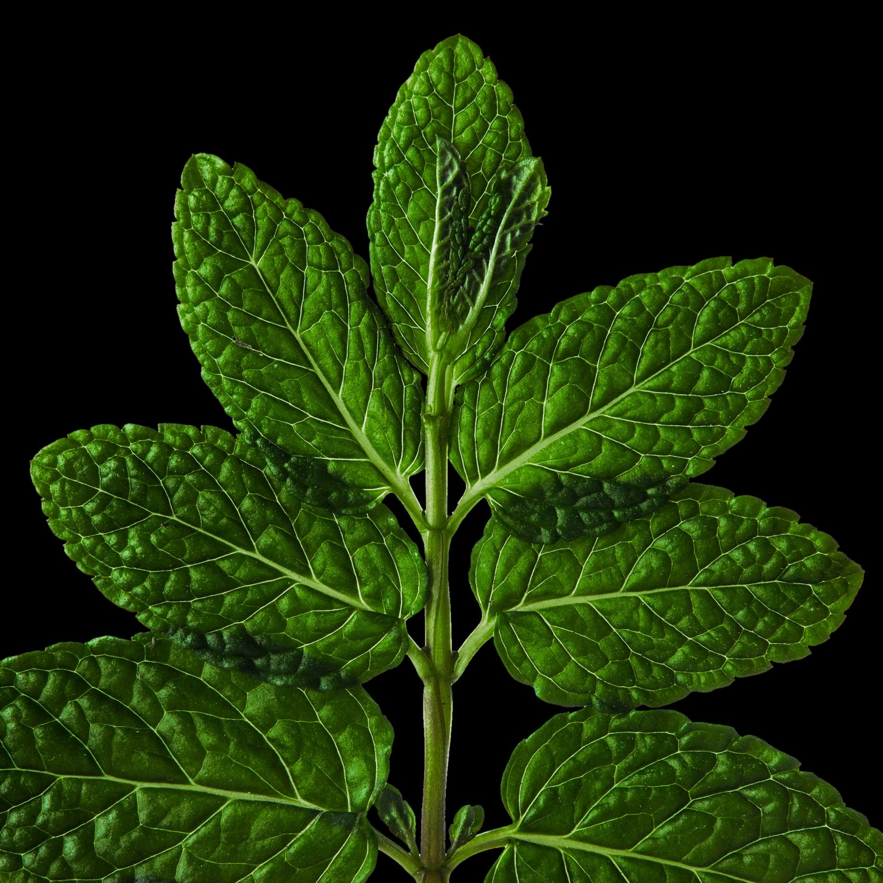 Menthanyl Acetate (Mint)