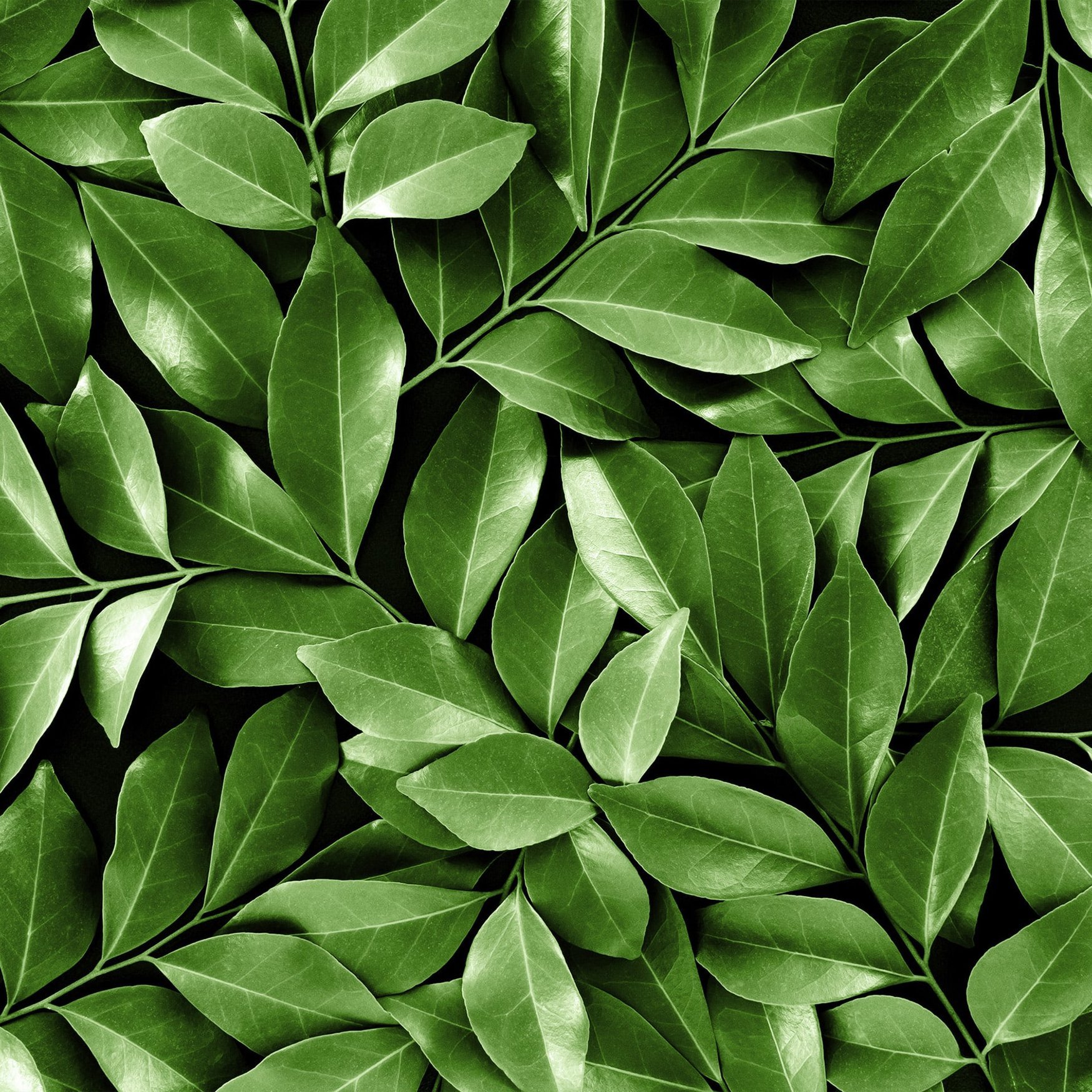 Leaves