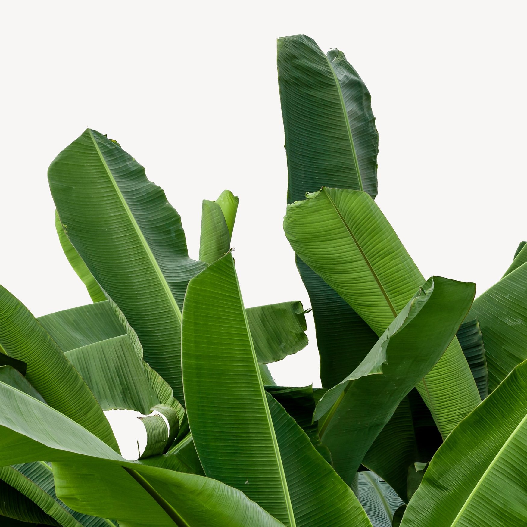 Hoja de banana