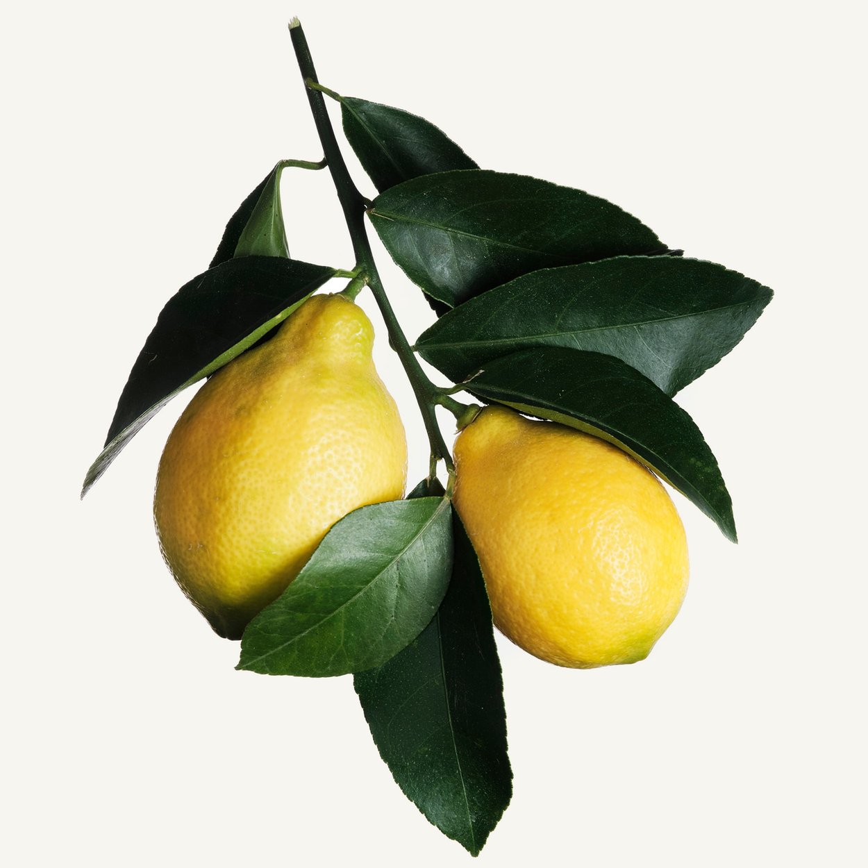 柠檬香水成分- Wikiparfum