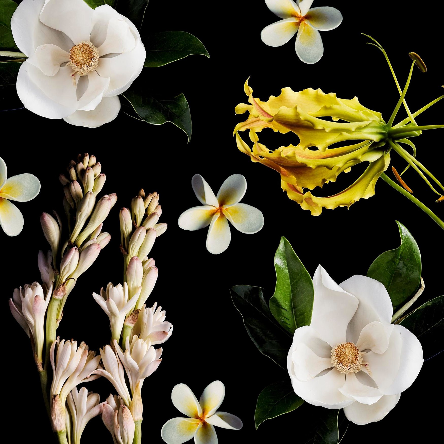 White Flowers